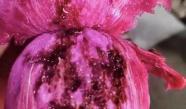 小火龙果爆料视频大全最新,最新爆料视频大全深度解析